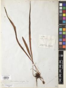 Type specimen at Edinburgh (E). Schomburgk, Robert: 447. Barcode: E00911594.
