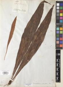 Type specimen at Edinburgh (E). Schomburgk, Robert: 448. Barcode: E00911595.