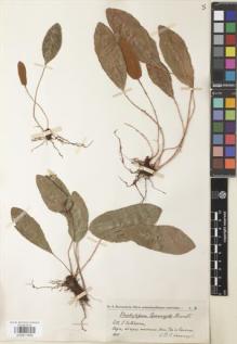 Type specimen at Edinburgh (E). Spannagel, P C: 3. Barcode: E00911606.