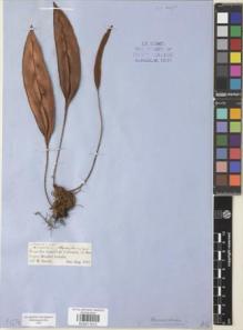 Type specimen at Edinburgh (E). Spruce, Richard: 2309 & 2245. Barcode: E00911612.