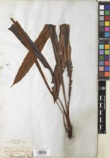 Type specimen at Edinburgh (E). Spruce, Richard: 2185. Barcode: E00911616.