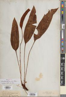 Type specimen at Edinburgh (E). Spruce, Richard: 2309 & 2245. Barcode: E00911619.