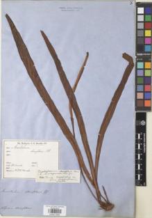 Type specimen at Edinburgh (E). Moritz, Johann: 234. Barcode: E00911628.