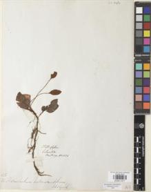 Type specimen at Edinburgh (E). Hartweg, Karl: 1525. Barcode: E00911677.