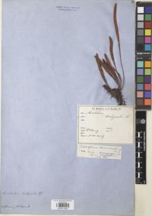 Type specimen at Edinburgh (E). Moritz, Johann: 315. Barcode: E00911685.