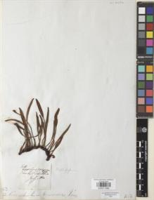 Type specimen at Edinburgh (E). Mathews, Andrew: 611. Barcode: E00911686.