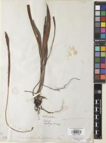 Type specimen at Edinburgh (E). Hartweg, Karl: 1489. Barcode: E00911688.
