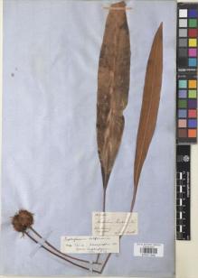 Type specimen at Edinburgh (E). Moritz, Johann: 123 & 440. Barcode: E00911698.