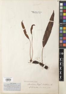 Type specimen at Edinburgh (E). Fendler, August: 290. Barcode: E00911702.