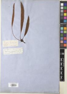 Type specimen at Edinburgh (E). Moritz, Johann: 320. Barcode: E00911717.