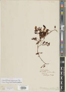 Type specimen at Edinburgh (E). Hartweg, Karl: 1488. Barcode: E00911727.