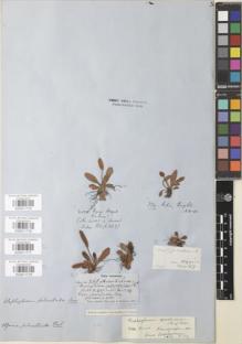 Type specimen at Edinburgh (E). Fendler, August: 268. Barcode: E00911777.