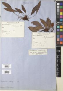Type specimen at Edinburgh (E). Moritz, Johann: 237. Barcode: E00911798.
