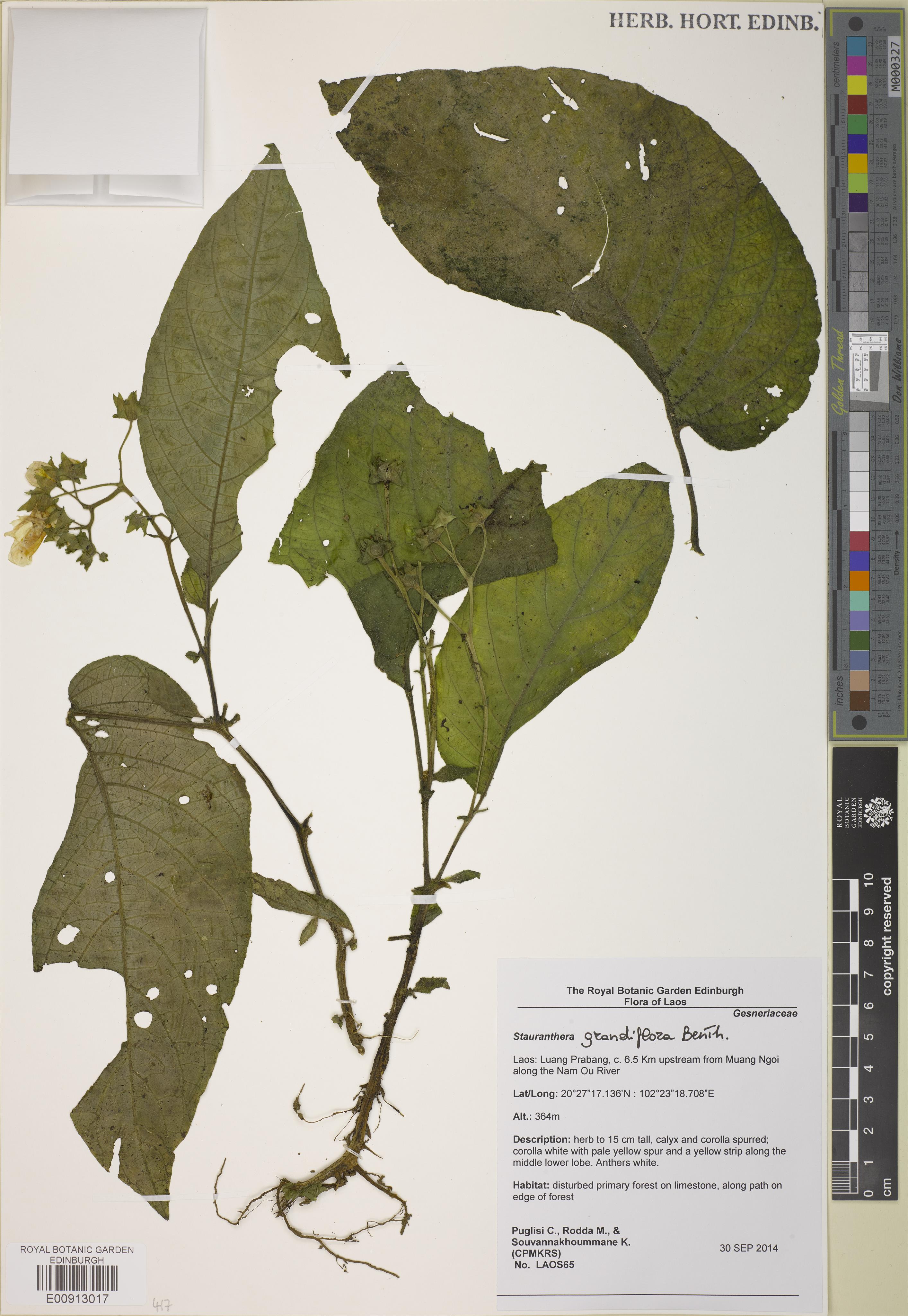 Stauranthera grandiflora (Stauranthera grandiflora)