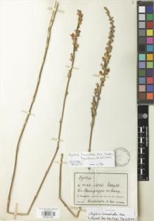 Type specimen at Edinburgh (E). Fiebrig, Karl: 4046. Barcode: E00921961.