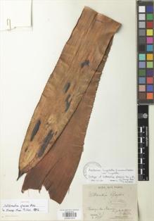 Type specimen at Edinburgh (E). Glaziou, Auguste: 18969. Barcode: E00921974.