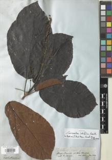Type specimen at Edinburgh (E). Spruce, Richard: 2826. Barcode: E00925830.