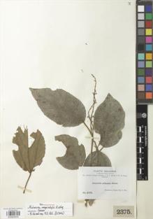 Type specimen at Edinburgh (E). Bang, Miguel: 2375. Barcode: E00925833.