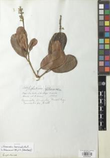 Type specimen at Edinburgh (E). Spruce, Richard: 3087. Barcode: E00925834.