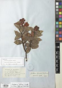 Type specimen at Edinburgh (E). Jameson, W.: 196. Barcode: E00926880.