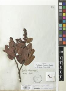 Type specimen at Edinburgh (E). Hartweg, Karl: 790. Barcode: E00926908.