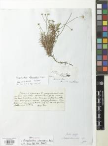 Type specimen at Edinburgh (E). Mathews, Andrew: 1407. Barcode: E00926956.