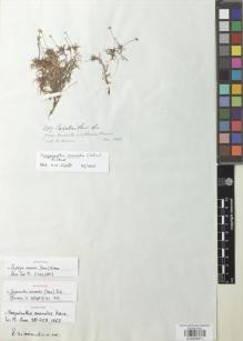 Type specimen at Edinburgh (E). Spruce, Richard: 3259. Barcode: E00926971.