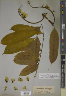 Type specimen at Edinburgh (E). Spruce, Richard: S.N.. Barcode: E00927199.