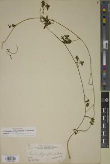 Type specimen at Edinburgh (E). Parry, Charles; Palmer, Edward: 188. Barcode: E00927466.