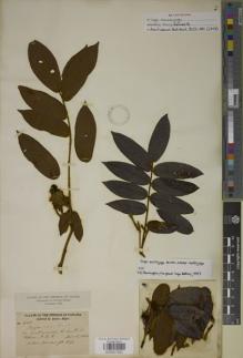 Type specimen at Edinburgh (E). Hayes, Sutton: 645. Barcode: E00927922.