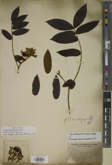 Type specimen at Edinburgh (E). Hayes, Sutton: 645. Barcode: E00927923.