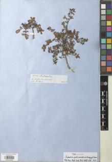 Type specimen at Edinburgh (E). Spruce, Richard: S.N.. Barcode: E00929690.