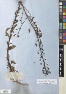 Type specimen at Edinburgh (E). Mathews, Andrew: S.N.. Barcode: E00929694.