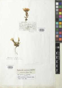 Type specimen at Edinburgh (E). Jameson, W.: S.N.. Barcode: E00929698.