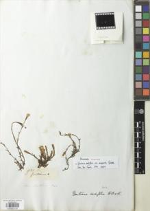 Type specimen at Edinburgh (E). Mathews, Andrew: 821. Barcode: E00929700.