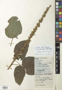 Type specimen at Edinburgh (E). Lawrence, Alexander: 593. Barcode: E00929702.