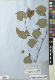 Type specimen at Edinburgh (E). Spruce, Richard: 4476. Barcode: E00929704.