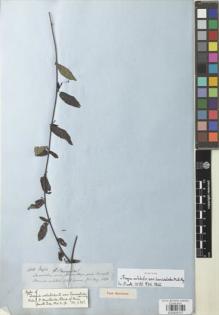 Type specimen at Edinburgh (E). Spruce, Richard: 4850. Barcode: E00929707.