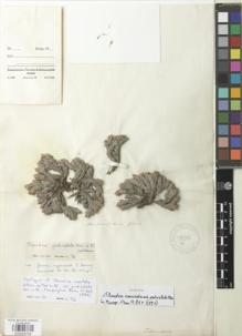 Type specimen at Edinburgh (E). Gillies, John: S.N.. Barcode: E00929708.
