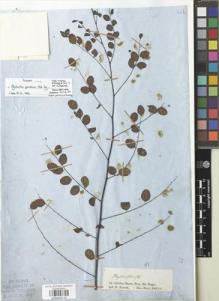 Type specimen at Edinburgh (E). Spruce, Richard: S.N.. Barcode: E00929710.