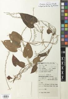 Type specimen at Edinburgh (E). Lawrence, Alexander: 329. Barcode: E00929929.