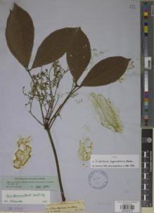 Type specimen at Edinburgh (E). Spruce, Richard: . Barcode: E00930978.