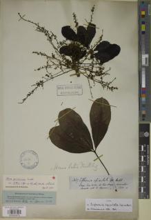 Type specimen at Edinburgh (E). Spruce, Richard: 3139. Barcode: E00930979.