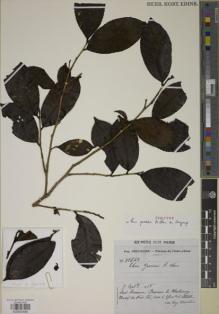 Type specimen at Edinburgh (E). Chevalier, Auguste: 38842. Barcode: E00930980.