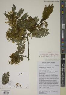 Type specimen at Edinburgh (E). Van der Burgt, X.: 2084. Barcode: E00930983.