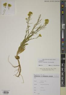 Type specimen at Edinburgh (E). Sorger, Friderike: 73-29-27. Barcode: E00930985.