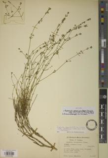 Type specimen at Edinburgh (E). Stainton, John: 2348. Barcode: E00930988.