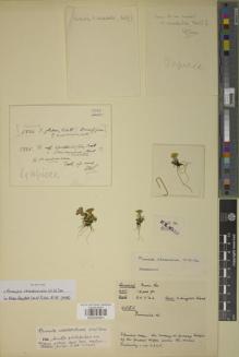 Type specimen at Edinburgh (E). Kingdon-Ward, Francis: 6050. Barcode: E00930991.