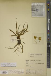 Type specimen at Edinburgh (E). Kingdon-Ward, Francis: 6238. Barcode: E00930992.