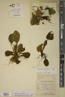 Type specimen at Edinburgh (E). Cooper, Roland: 3917. Barcode: E00930993.